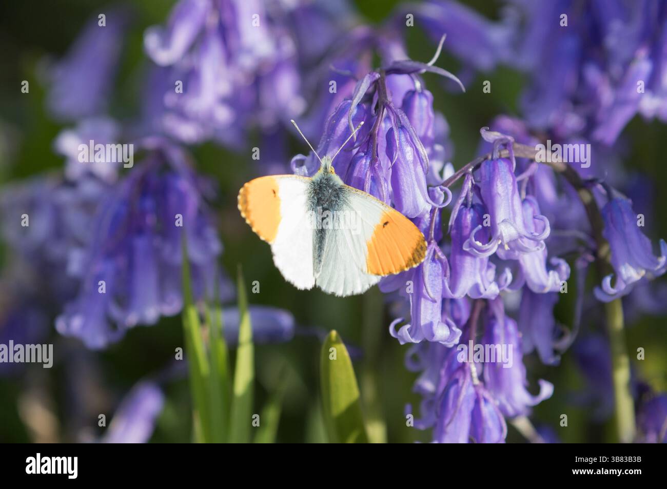 Farfalla con punta arancione su campanelli nel North Yorkshire Foto Stock