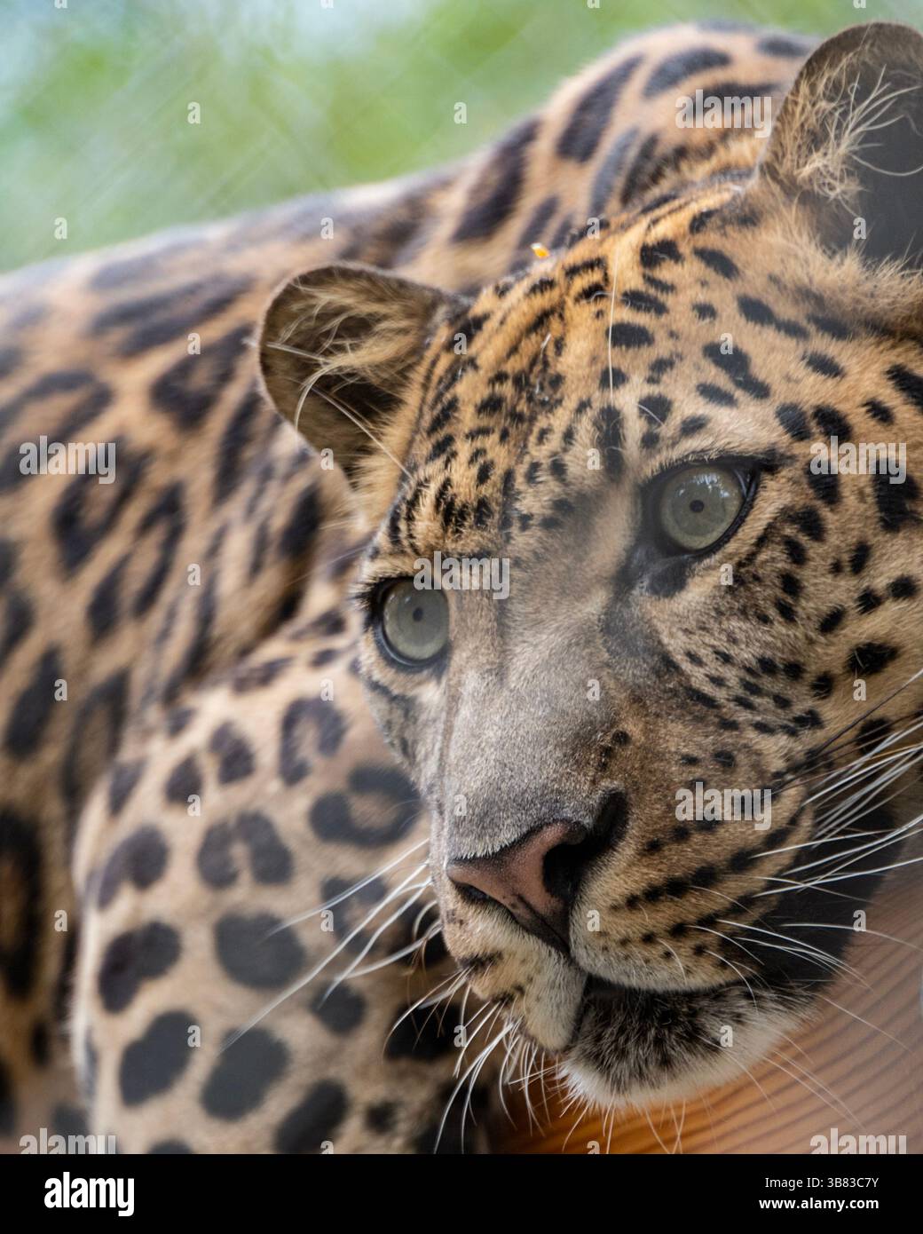 Un leopardo con motivi suggestivi può essere visto riposare comodamente nel suo ambiente lussureggiante. Lo sguardo intenso e la texture dettagliata della pelliccia catturano la bellezza Foto Stock