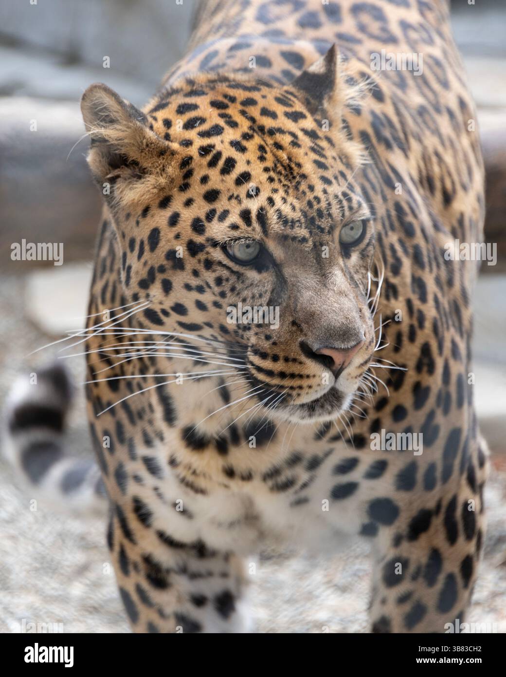 Un leopardo si avvicina con attenzione, mostrando il suo caratteristico motivo del cappotto. Lo sguardo concentrato e la struttura muscolare dell'animale mettono in risalto il suo nat predatore Foto Stock