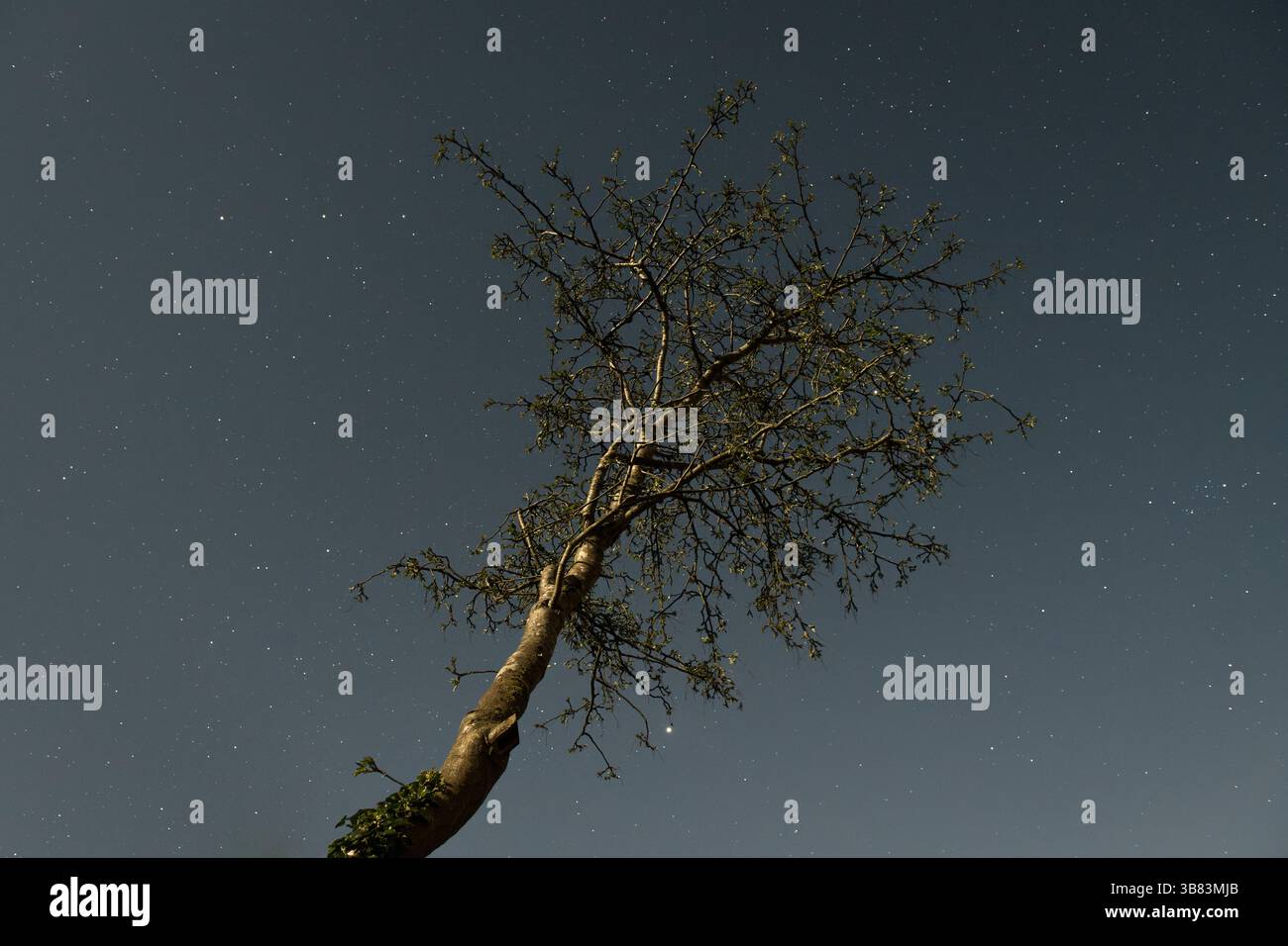 Un albero visto contro un cielo notturno limpido pieno di stelle, fotografato dalla luce di una luna piena (Presteigne, Regno Unito) Foto Stock