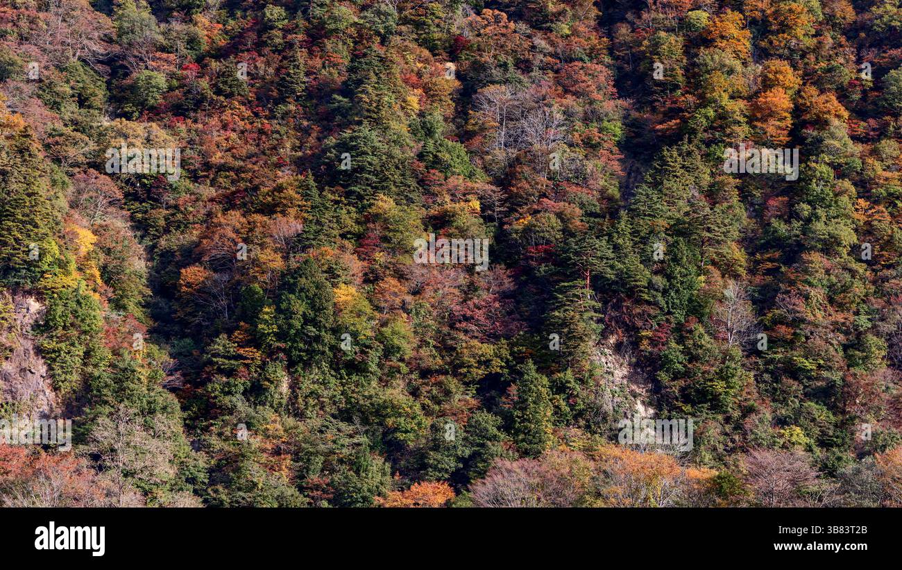 Fitta struttura forestale con colori autunnali su un pendio giapponese caratterizzato da un mix di verde, rosso, arancione e giallo fogliame che riempie l'intero fram Foto Stock