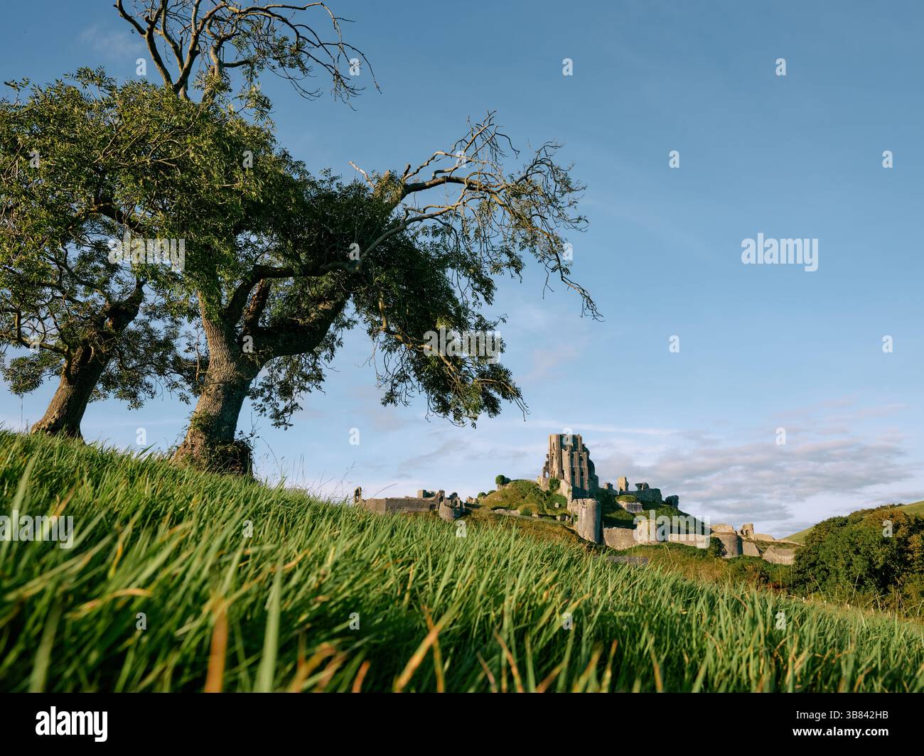 Fortificazione delle rovine del castello di Corfe e paesaggio alberato sulla penisola dell'isola di Purbeck nel Dorset. Inghilterra Regno Unito Foto Stock