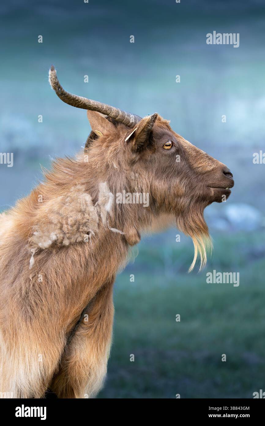 Grande primo piano di capra billy marrone (Capra hircus) su sfondo sfocato Foto Stock