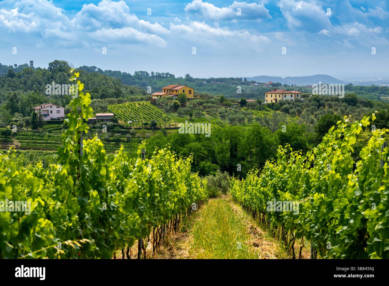 Paesaggio panoramico del nord della Toscana, Italia, con vigneti, oliveti e tradizionali case di campagna con colline e verdi montagne in t Foto Stock