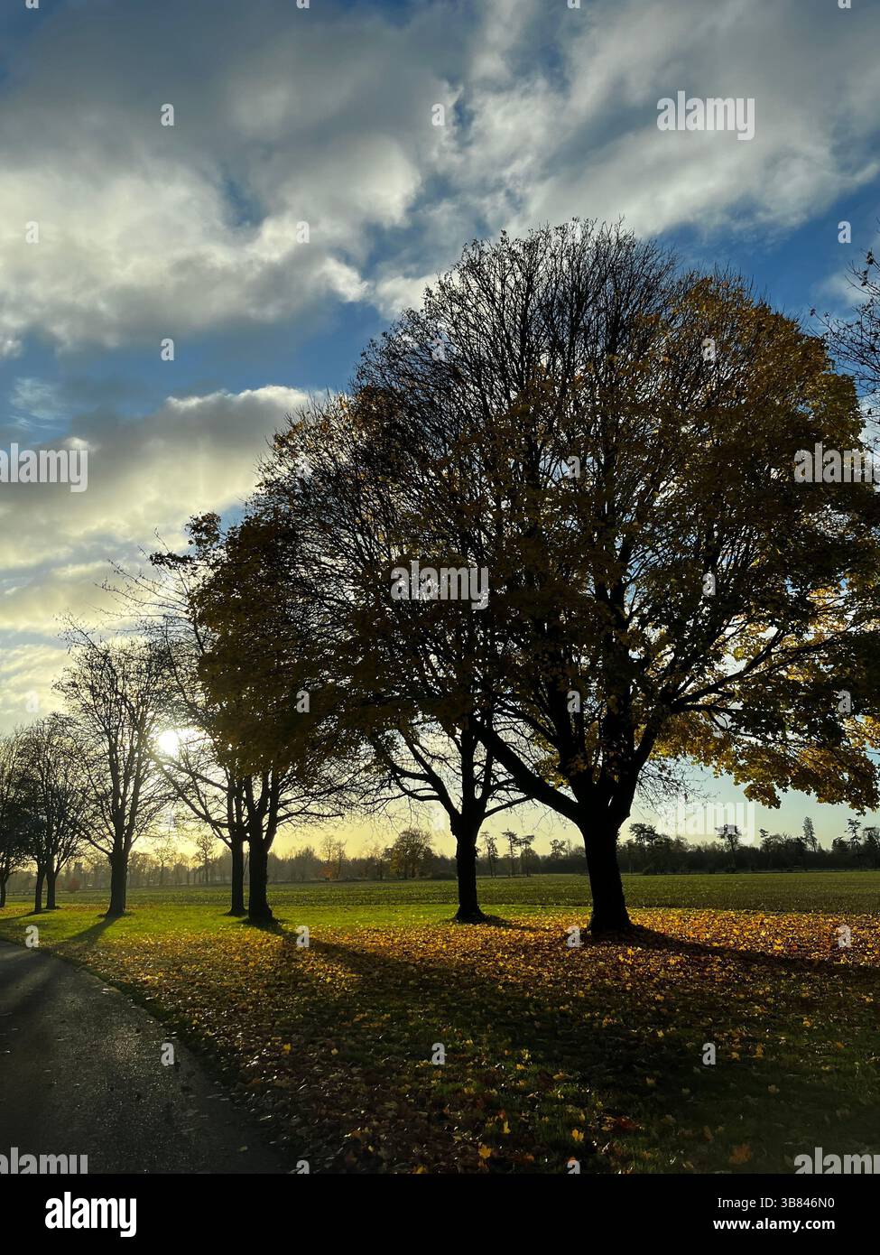 Sole dietro gli alberi, bella formazione di nuvole fresche e ombre chiare, la giornata è appena cominciata. - Immagine stock catturata con smartphone