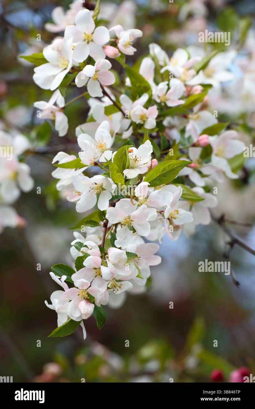 Ramo di mela che mostra fiori bianchi in piena fioritura. Foto Stock