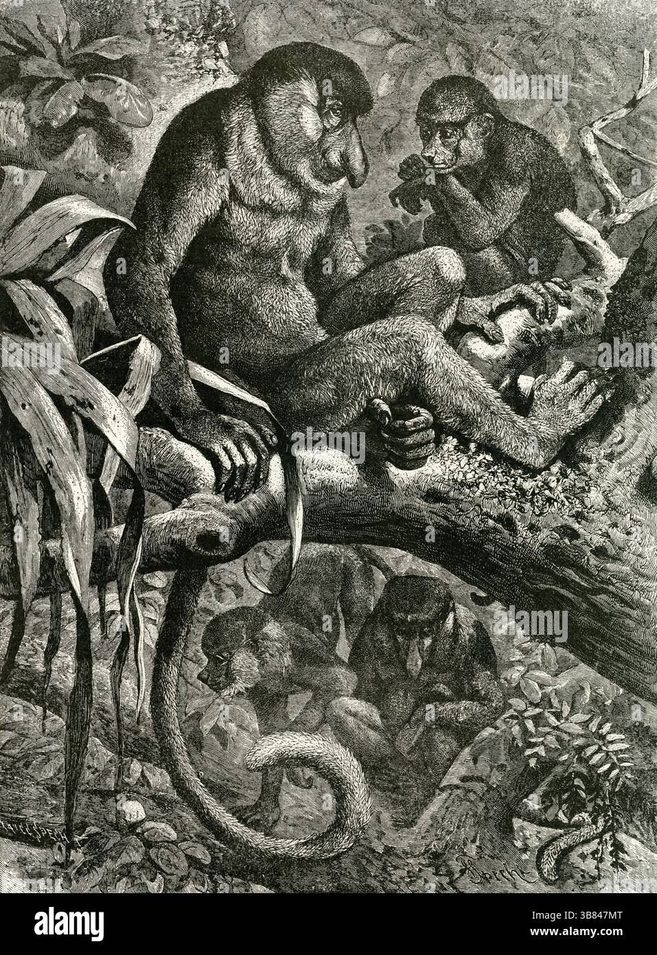 SCIMMIE DAL NASO LUNGO ( Nasalis lavertus ) - scimmie del Borneo Proboscis incisione nel baldacchino della giungla Foto Stock