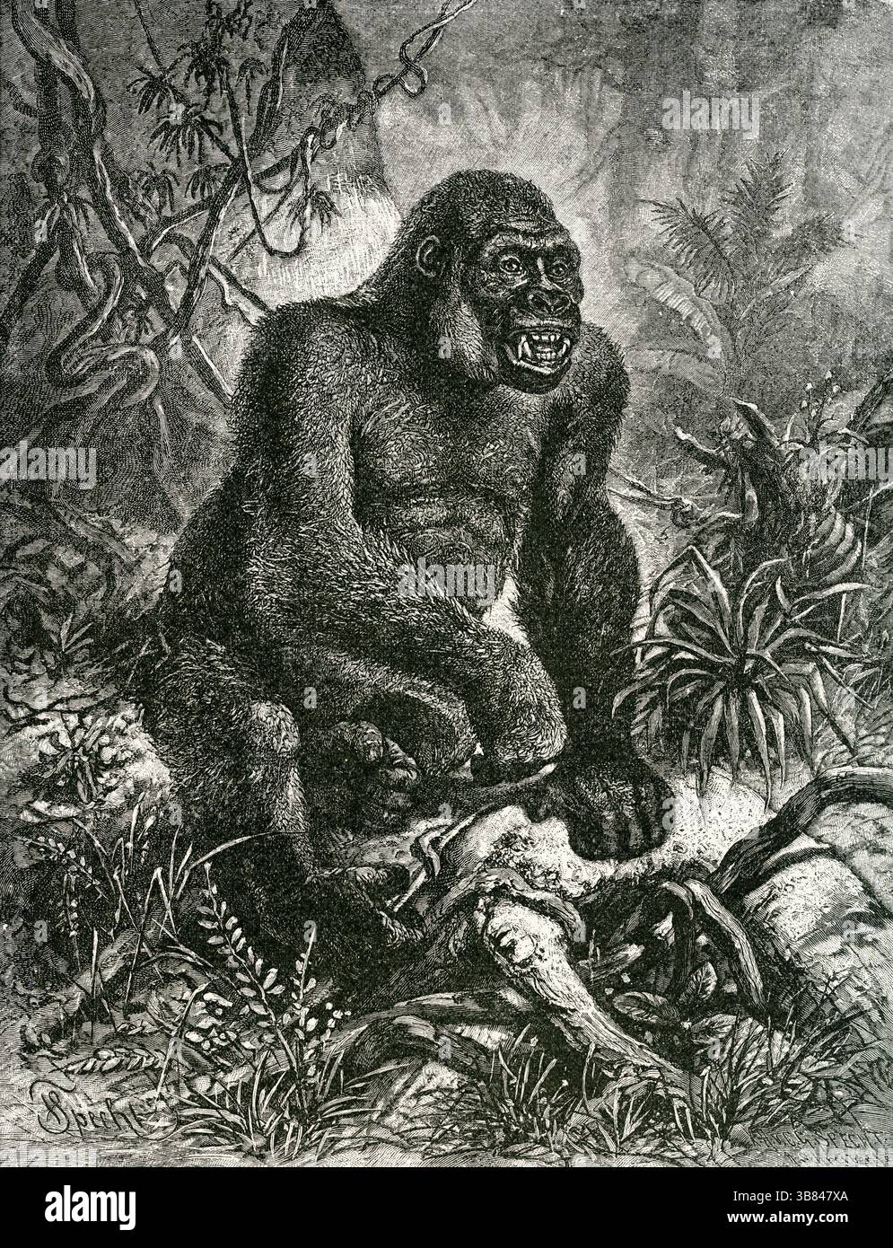 LA GORILLA ( Gorilla gini ) - incisione di Gorilla africana nella foresta pluviale tropicale Foto Stock