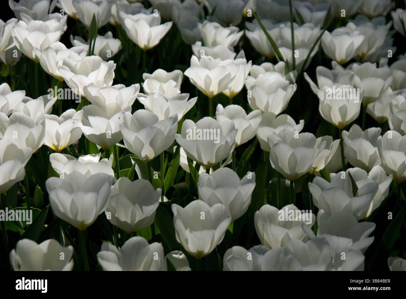 Un campo di tulipani bianchi che si illuminano con la propria luce interiore, catturati dalla luce soffusa e radiosa del primo mattino o del tardo pomeriggio. La retroilluminazione h Foto Stock