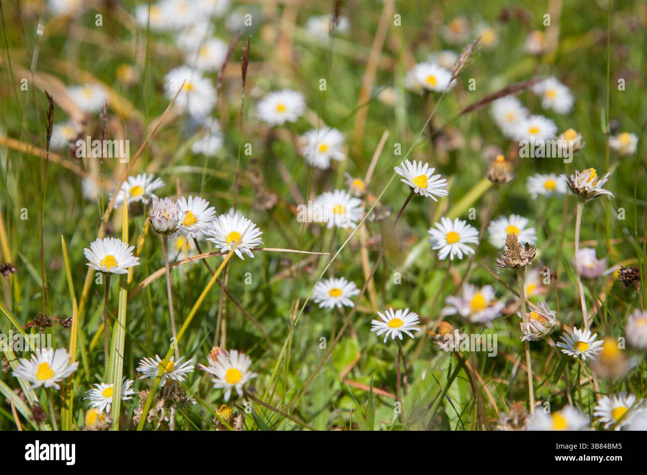 Bellis perennis - margherita comune - No mow May Foto Stock