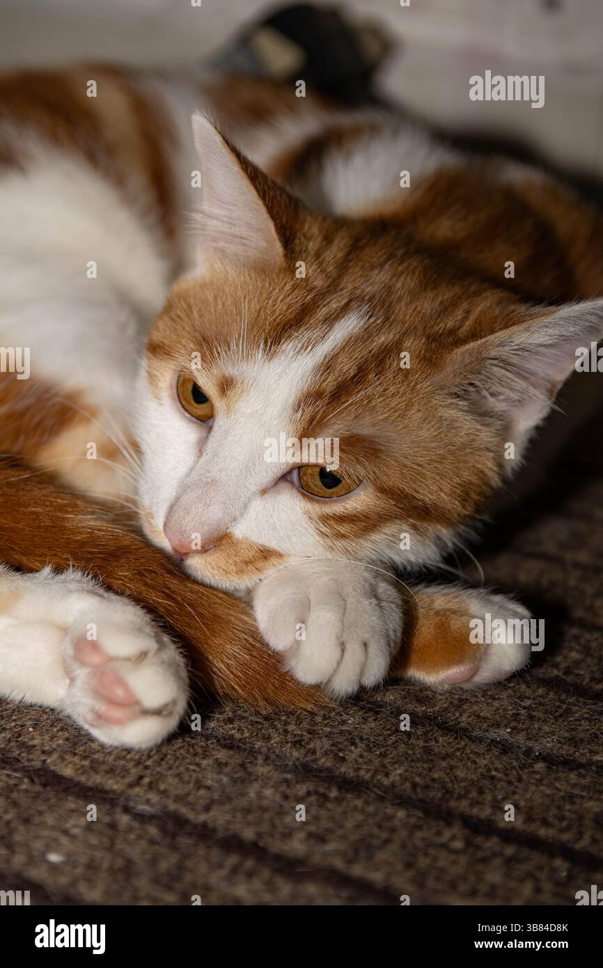 Primo piano di uno zenzero e di un gatto domestico bianco che riposa su un tappeto al coperto Foto Stock