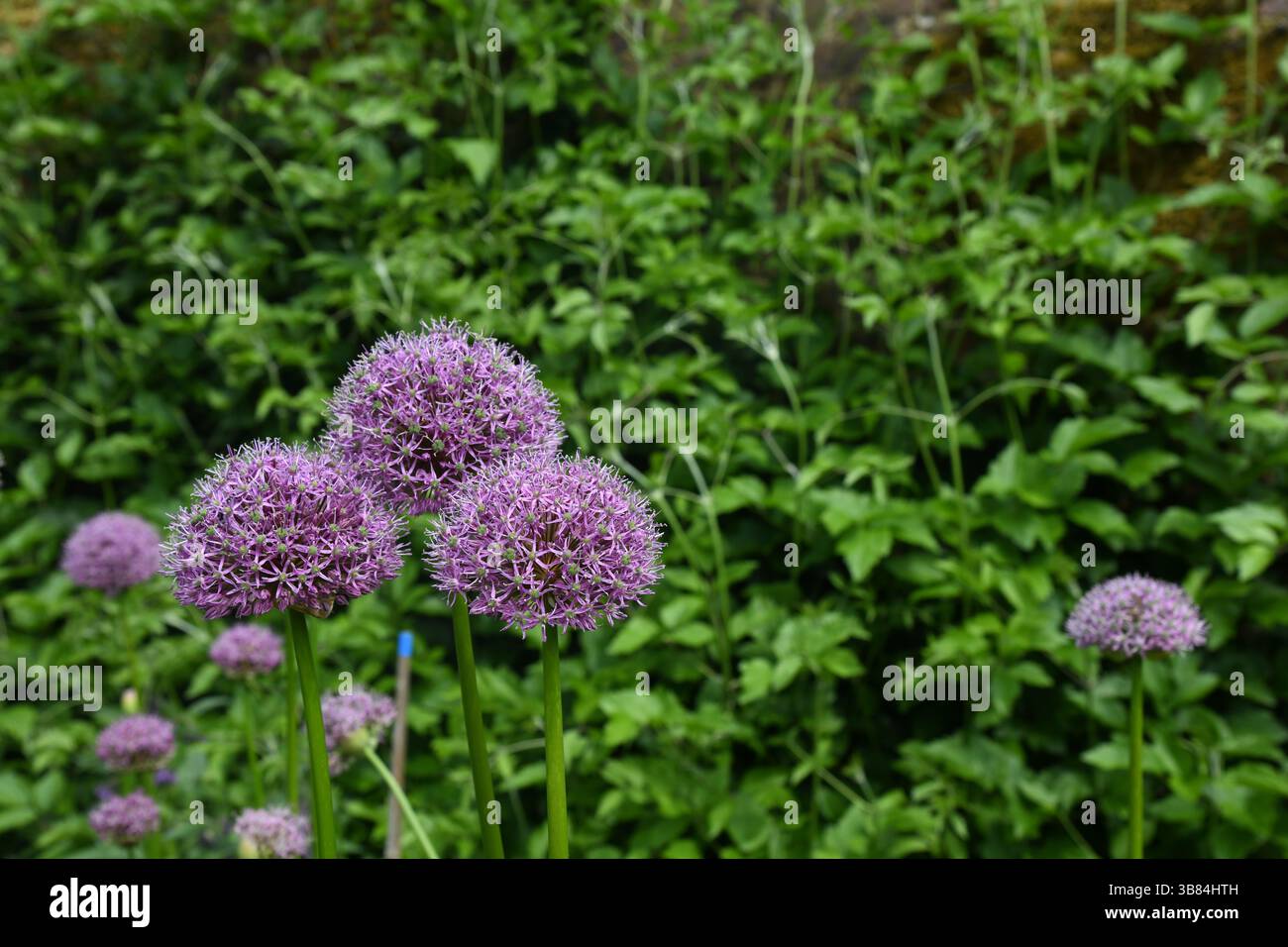 Confine di Allium Foto Stock