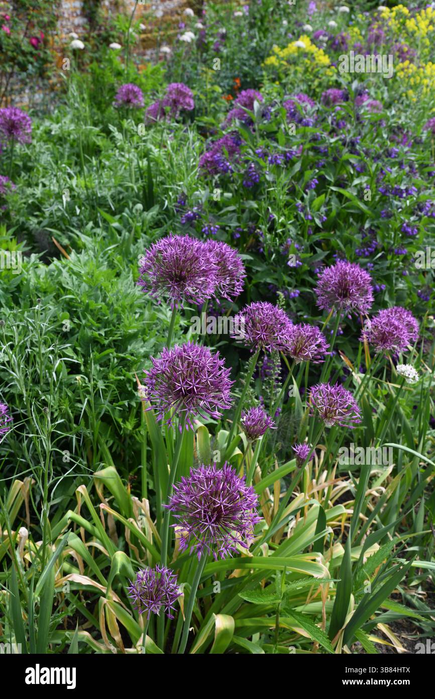 Confine di Allium Foto Stock