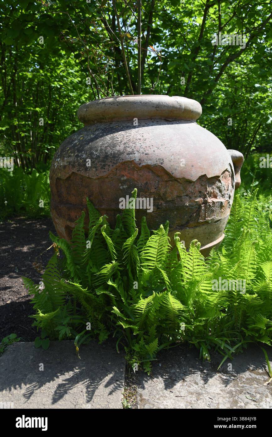 Felci nel bosco soleggiato Foto Stock
