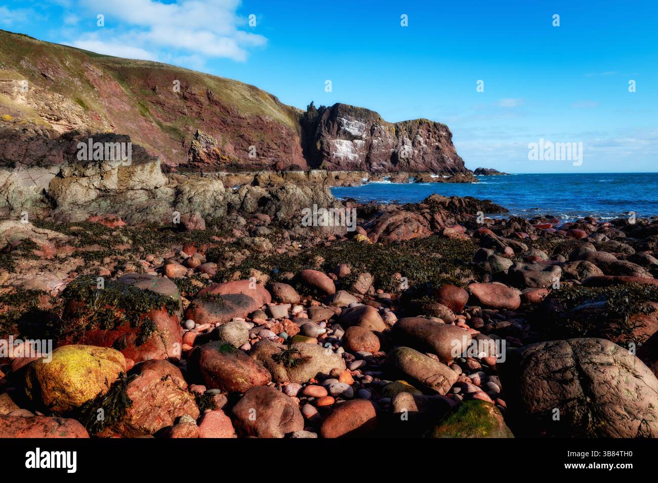 St Abbs Head Scottish Borders Scotland. Foto Stock