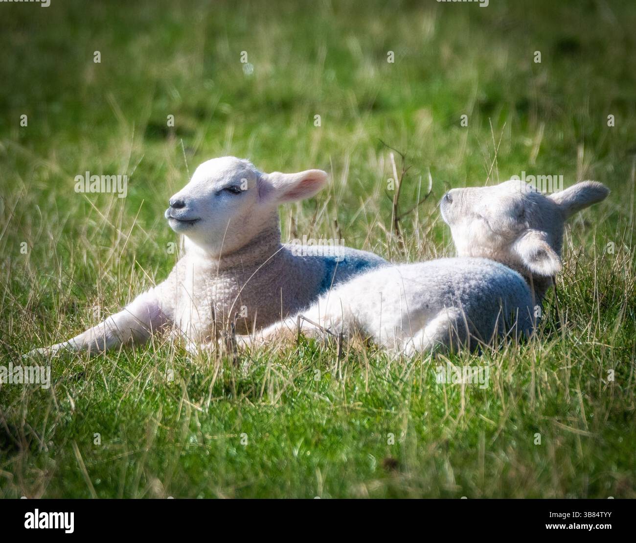 Due agnelli primaverili che si crogiolano al sole del mattino. St Abbs Scottish Borders. Foto Stock