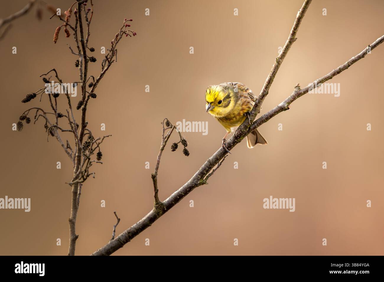 Primo piano di un uccello con un petto giallo vibrante e ali a righe più scure, arroccato su un ramo sottile con piccoli boccioli. Il marrone caldo e leggermente sfocato Foto Stock