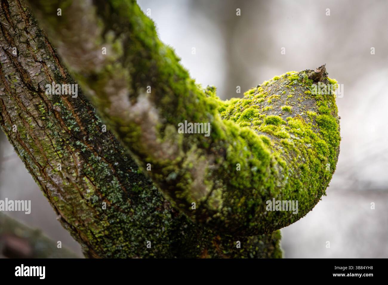 Una macro fotografia del muschio che cresce su un ramo d'albero, mostrando la sua struttura densa e simile a un filo e le sfumature verde-gialle. Sfondo leggermente sfocato Foto Stock