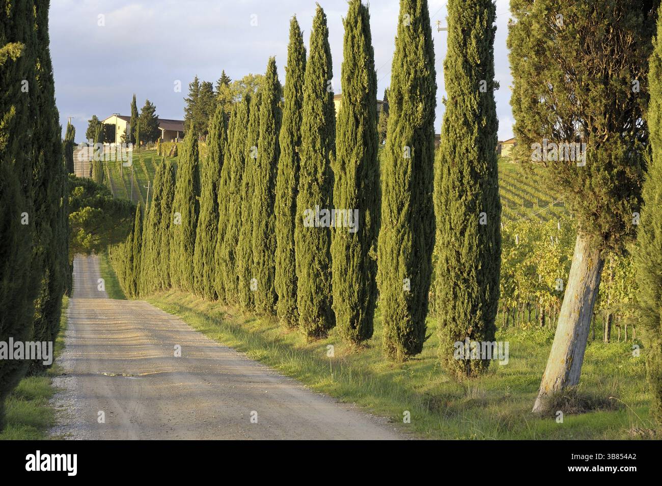 Cartolina classica della campagna toscana, colline, cipressi e vigneti Foto Stock