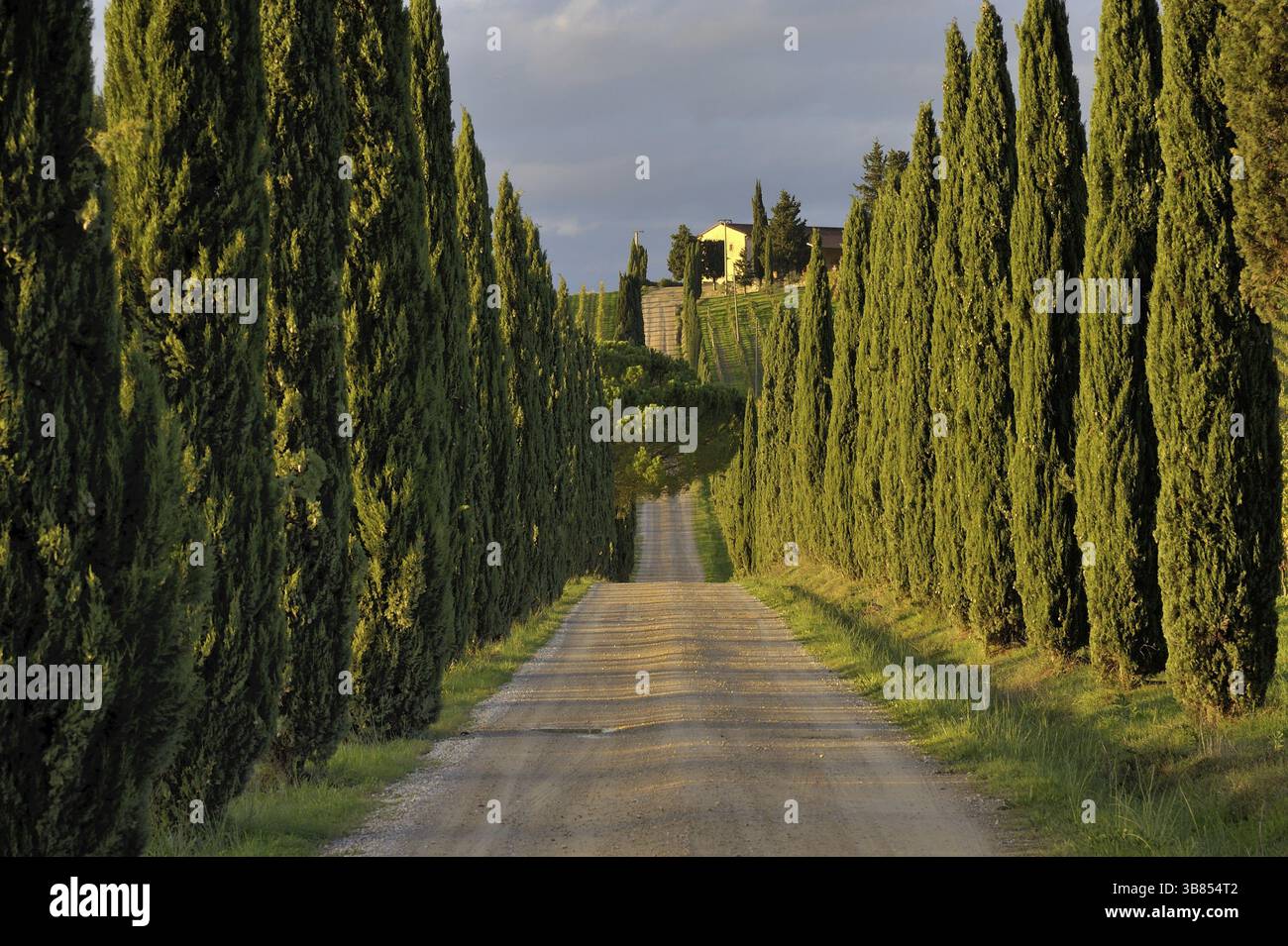 Cartolina classica della campagna toscana, colline, cipressi e vigneti Foto Stock