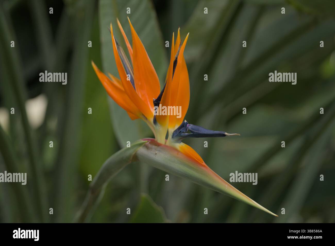 Uccello del Paradiso fiore a Siviglia durante la Feria de Sevilla 2025, che mostra la flora tropicale dell'Andalusia e i vivaci colori primaverili. Foto Stock