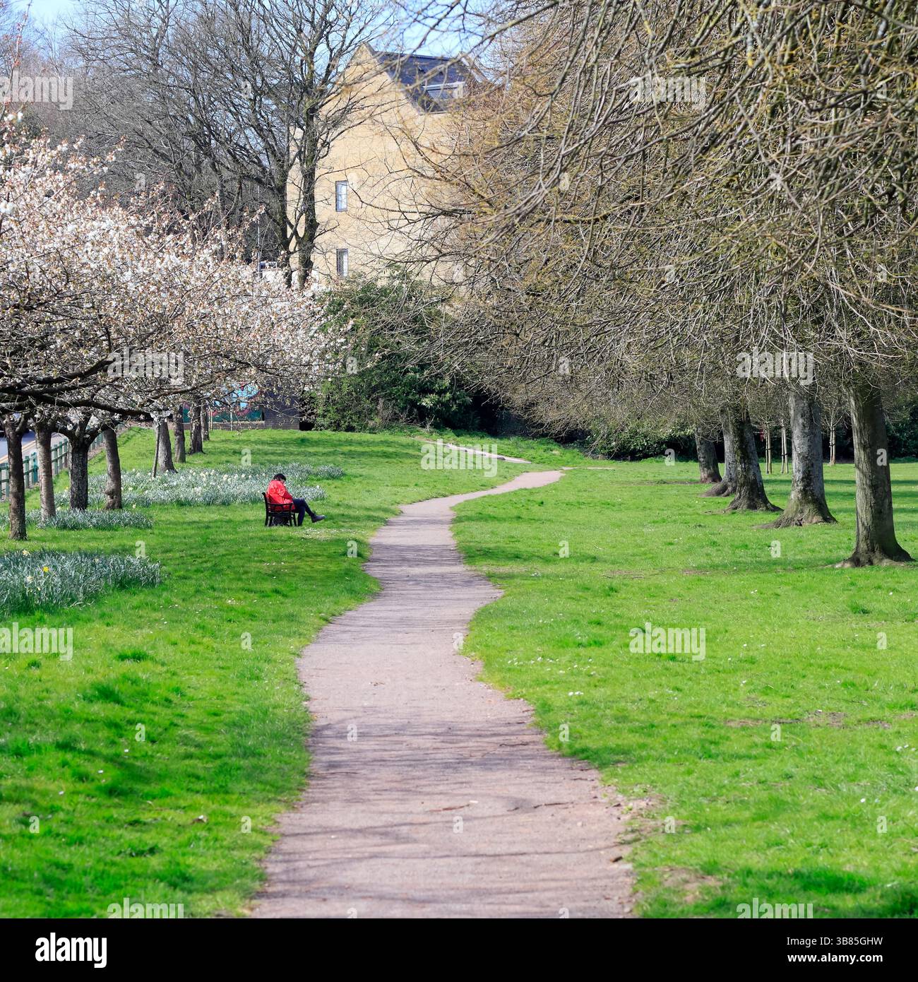 Campi di Llandaff al momento della fioritura dei ciliegi con percorso tortuoso e una donna seduta su una panchina. Presa la primavera del 2025 marzo Foto Stock