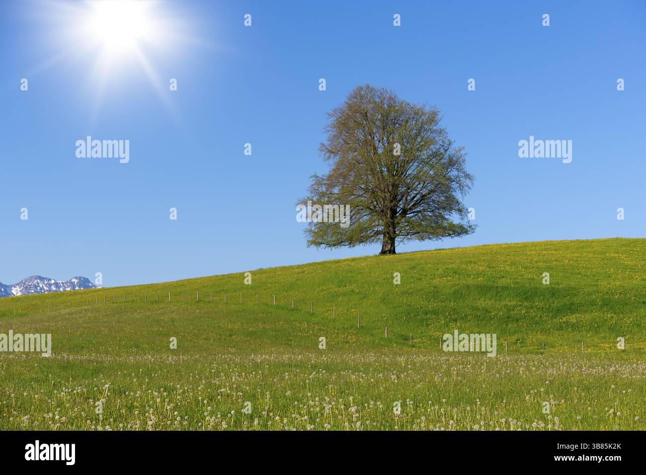 Un singolo albero su una collina con un sole luminoso e un cielo blu. Le cime montane possono essere viste sullo sfondo, faggio di rame (Fagus sylvatica) Alpi, vicino a F. Foto Stock