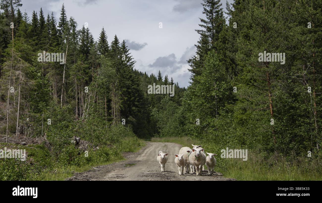Un gruppo di pecore su un sentiero forestale, Gudbrandsdalen, Norvegia, Europa Foto Stock