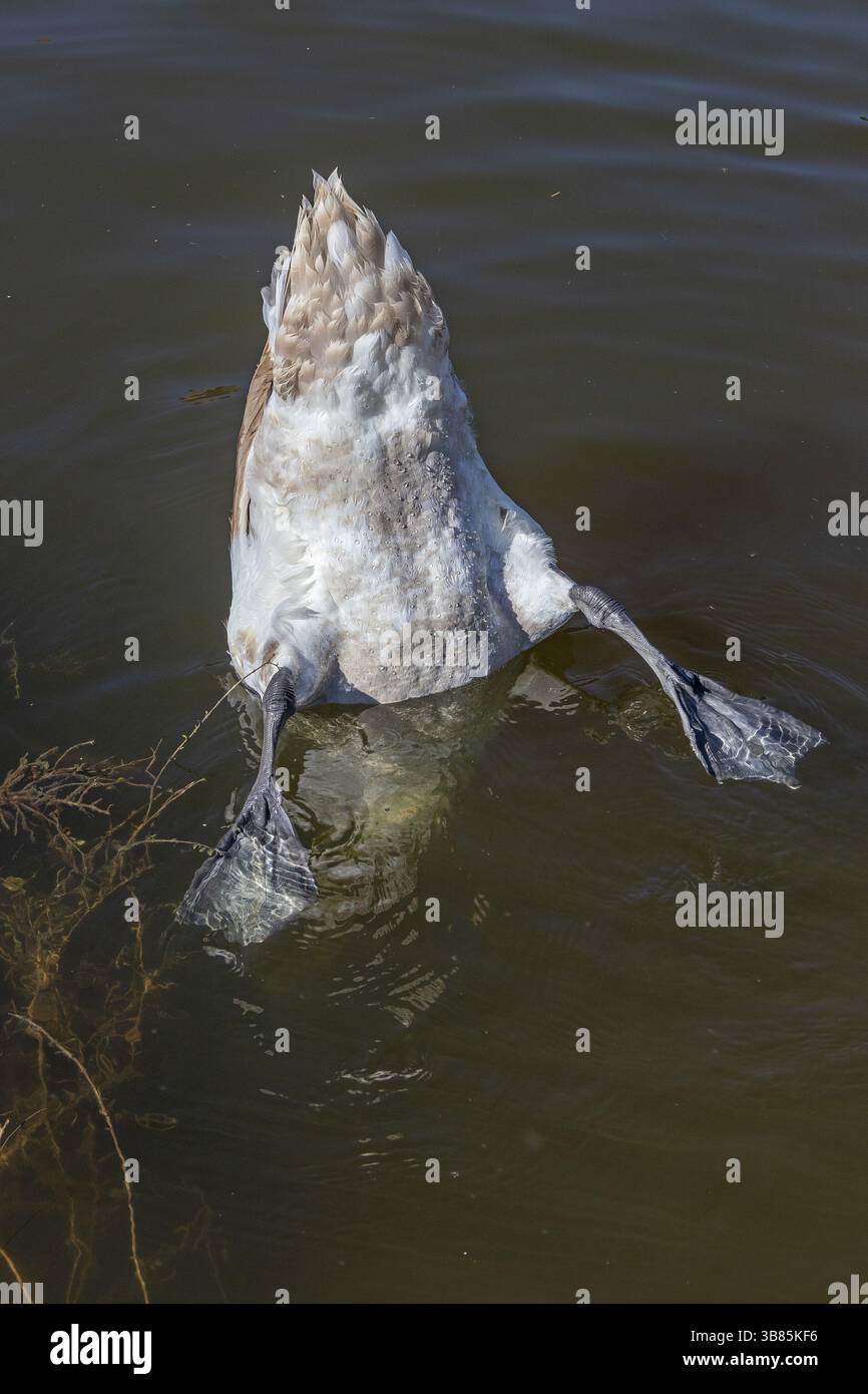 Swan Basking, River Avon, Stratford-upon-Avon, Warwickshire, Inghilterra, gran Bretagna Foto Stock