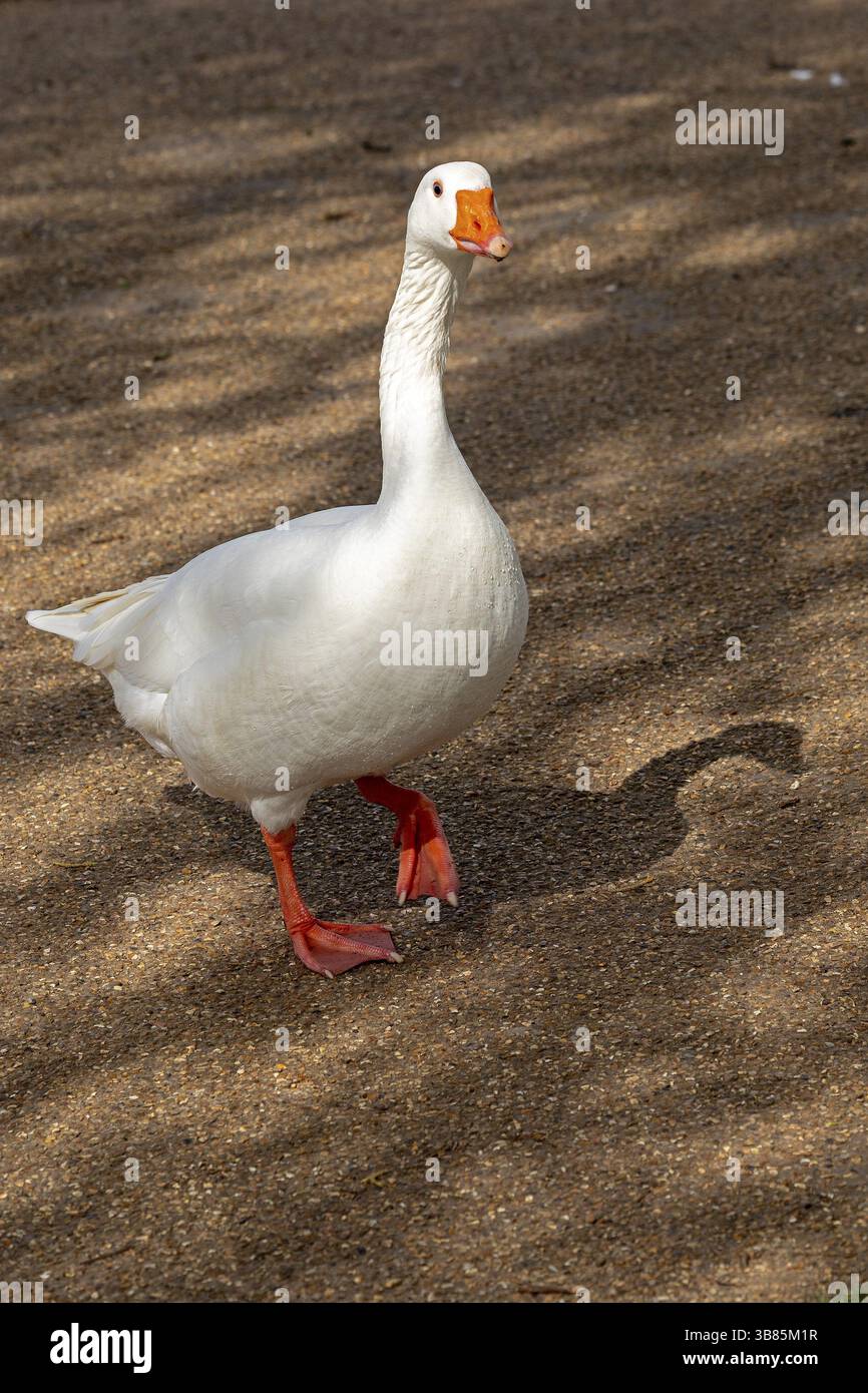 House Goose, centro ricreativo, Stratford-upon-Avon, Warwickshire, Inghilterra, gran Bretagna Foto Stock