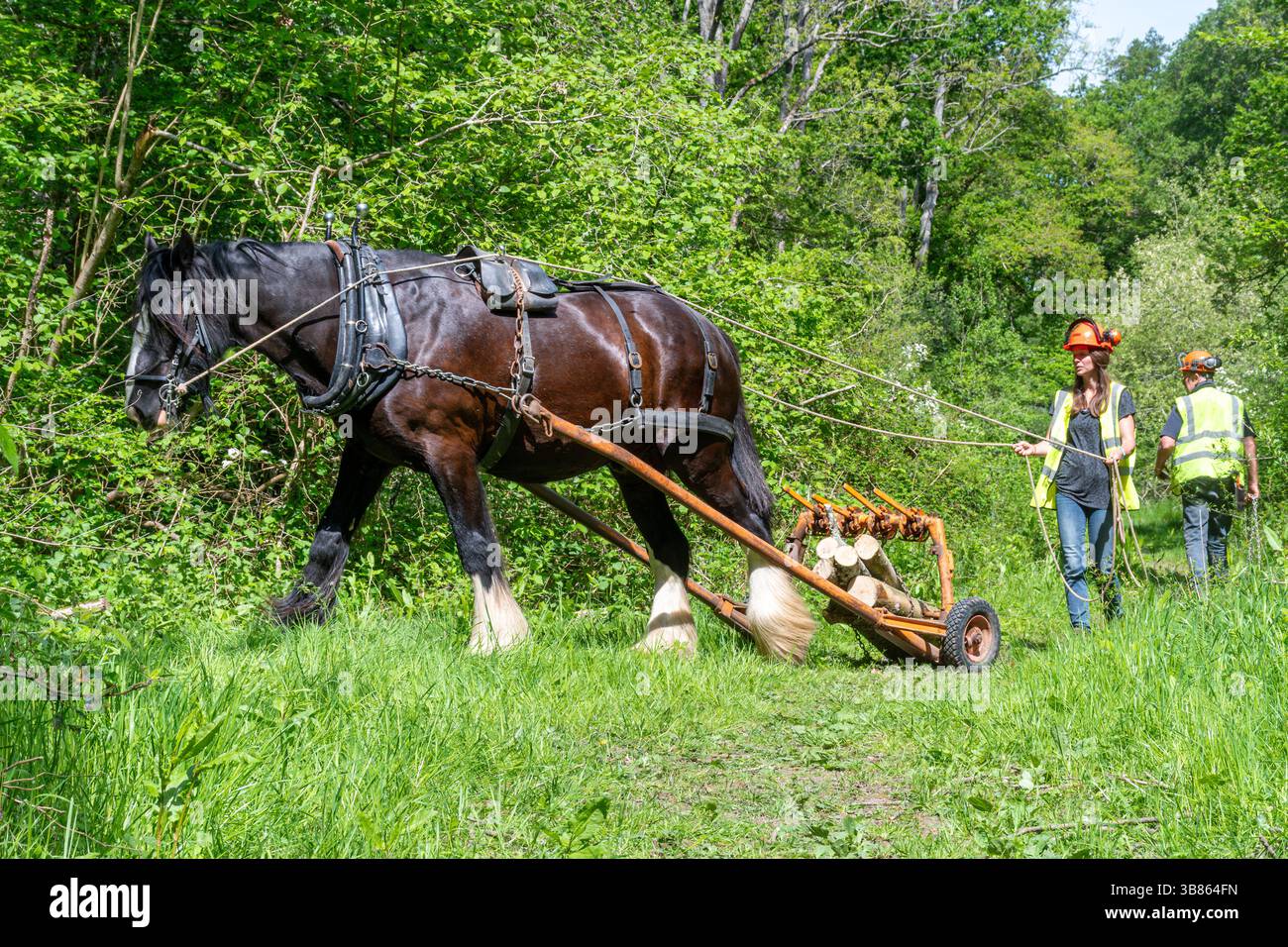 Cavallo di Clydesdale al lavoro utilizzato per rimuovere il legname da Odiham Common, Hampshire, Inghilterra, Regno Unito, dopo aver abbattuto alberi di frassino con malattia di cenere dieback Foto Stock