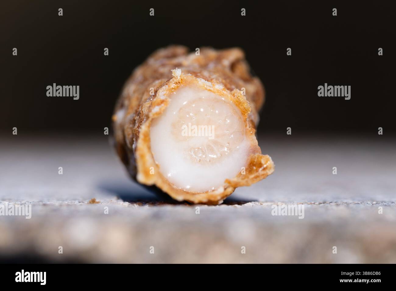 Una larva di api mellifere che galleggia nella gelatina reale in una cella regina Foto Stock