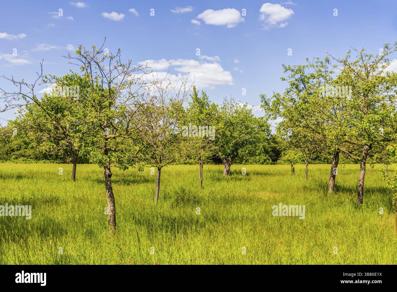 Streuobstwiese mit Apfelbaeumen im Fruehling Foto Stock