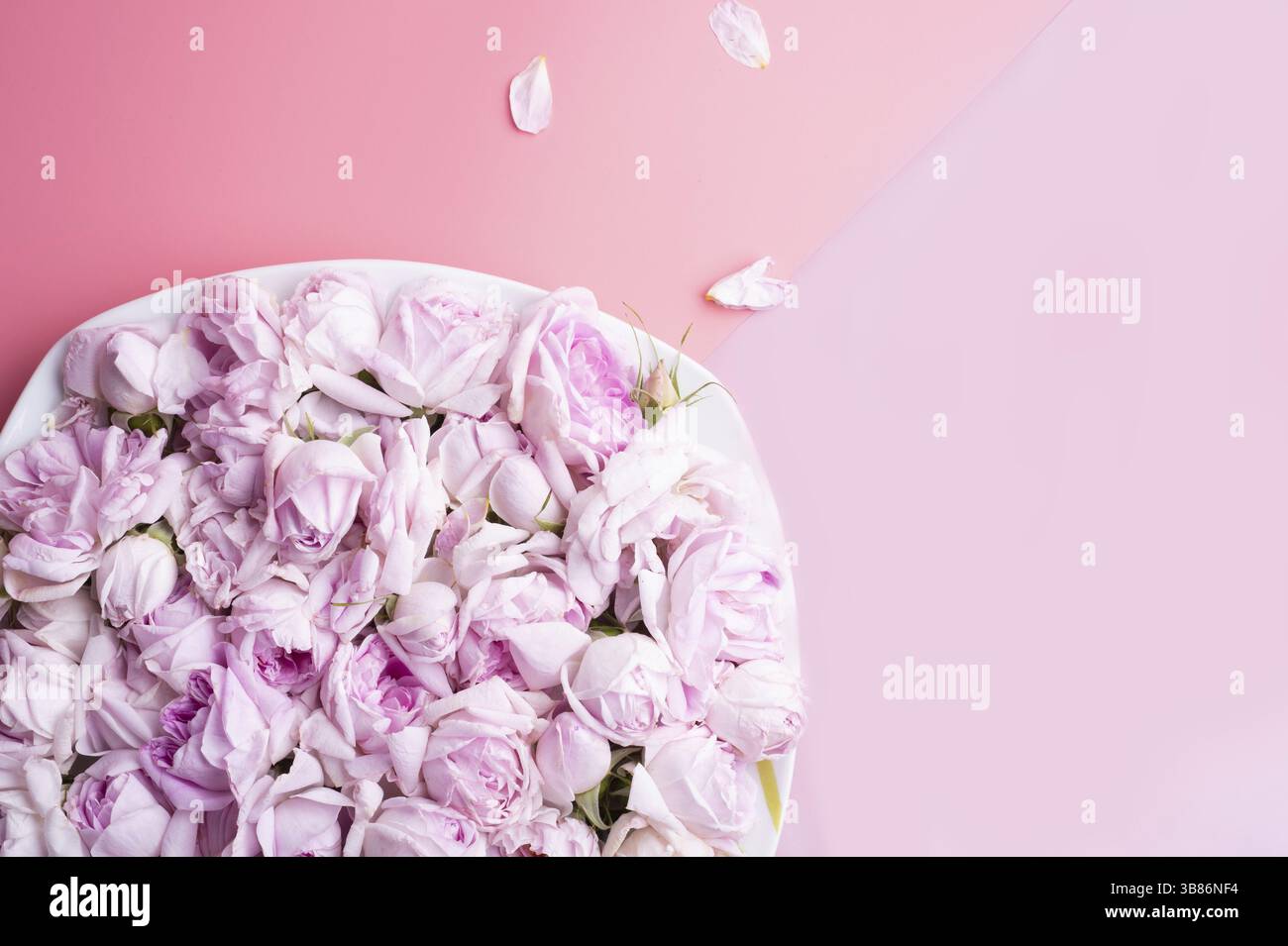 Piatto di rose rosa fresche con fragranze intorno al doppio sfondo rosa. concetto romantico e di bellezza. posizione piatta Foto Stock