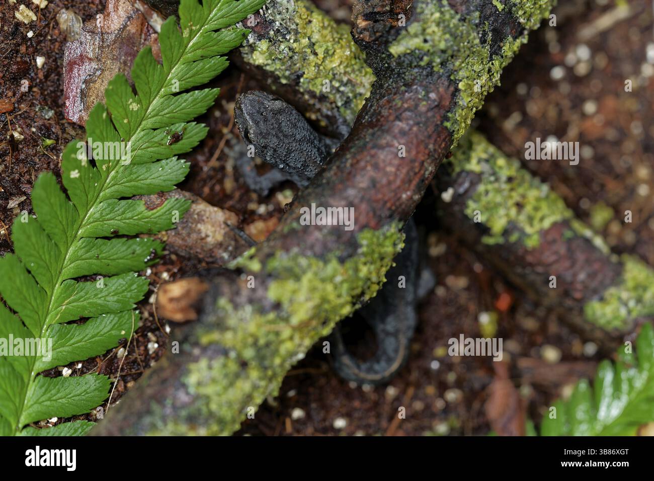 Tritone alpino su un terreno bagnato. foglie e licheni. Assia, Germania, Europa Foto Stock