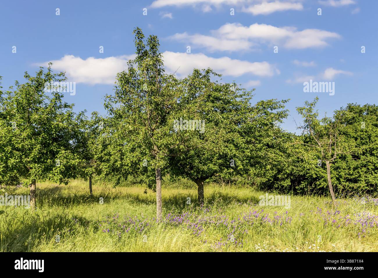 Streuobstwiese mit Apfelbaeumen im Fruehling Foto Stock