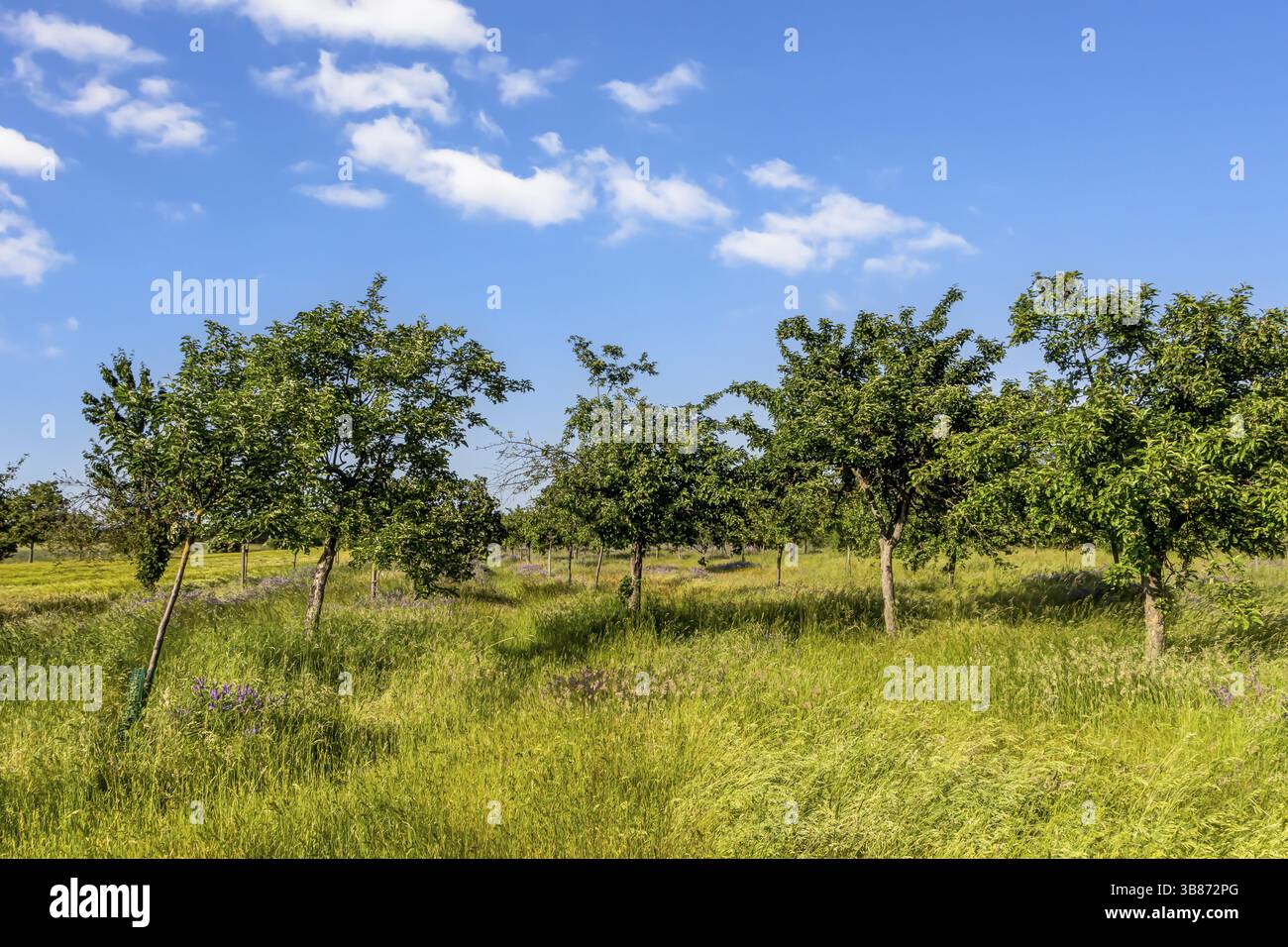 Streuobstwiese mit Apfelbaeumen im Fruehling Foto Stock