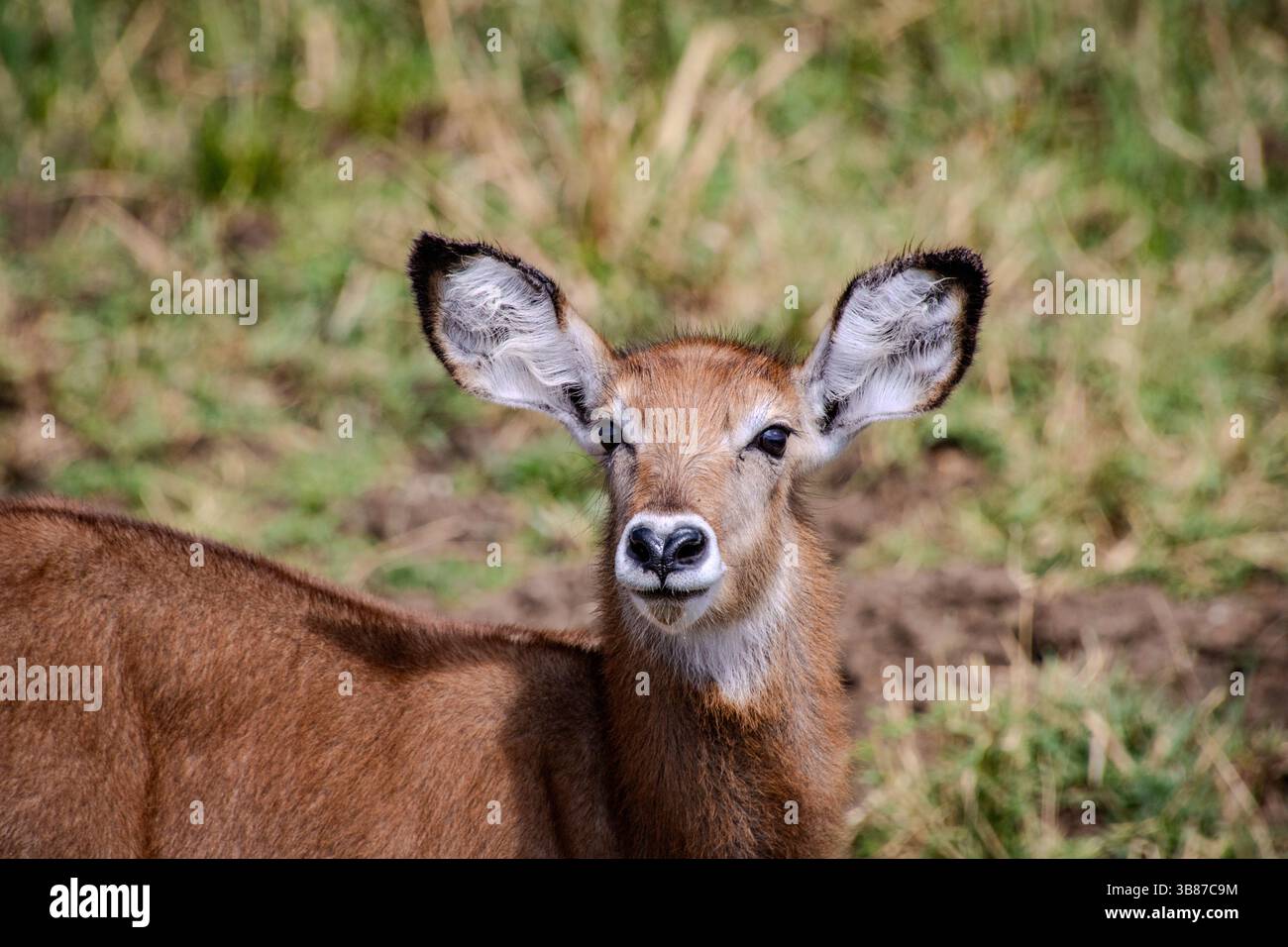 Waterbuck - femmina (Kobus ellipsiprymnus) nel Parco Nazionale della Valle di Kidepo, Uganda Foto Stock