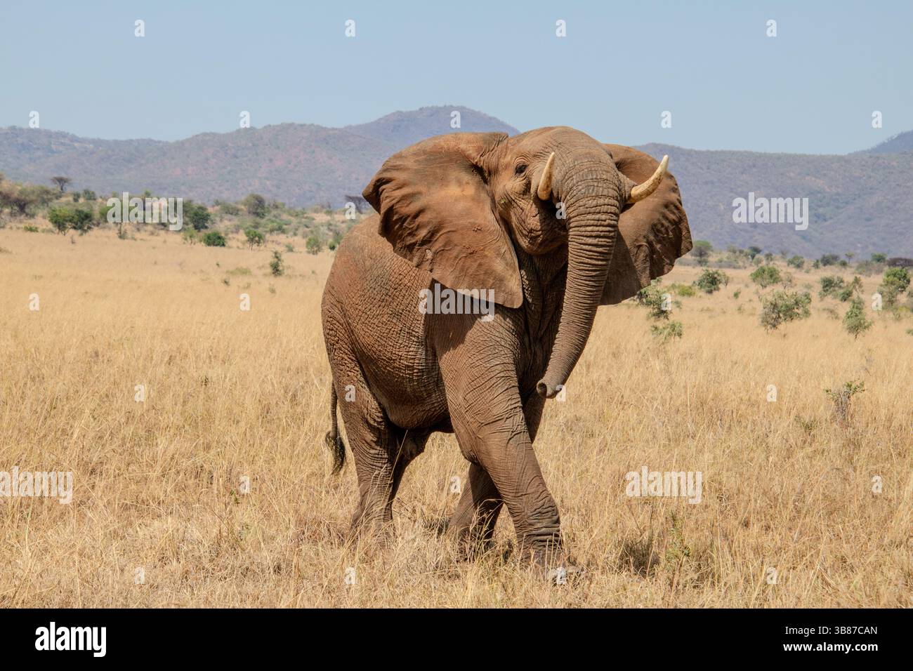 Carica elefante nella valle di Kidepo, Uganda Foto Stock