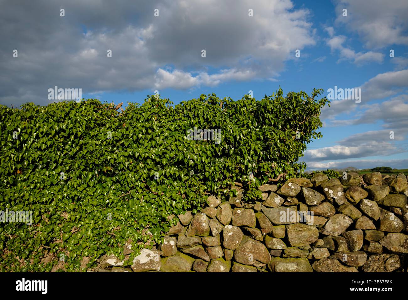 Muro di pietra secca della Cumbria con edera che cresce su di esso. Foto Stock