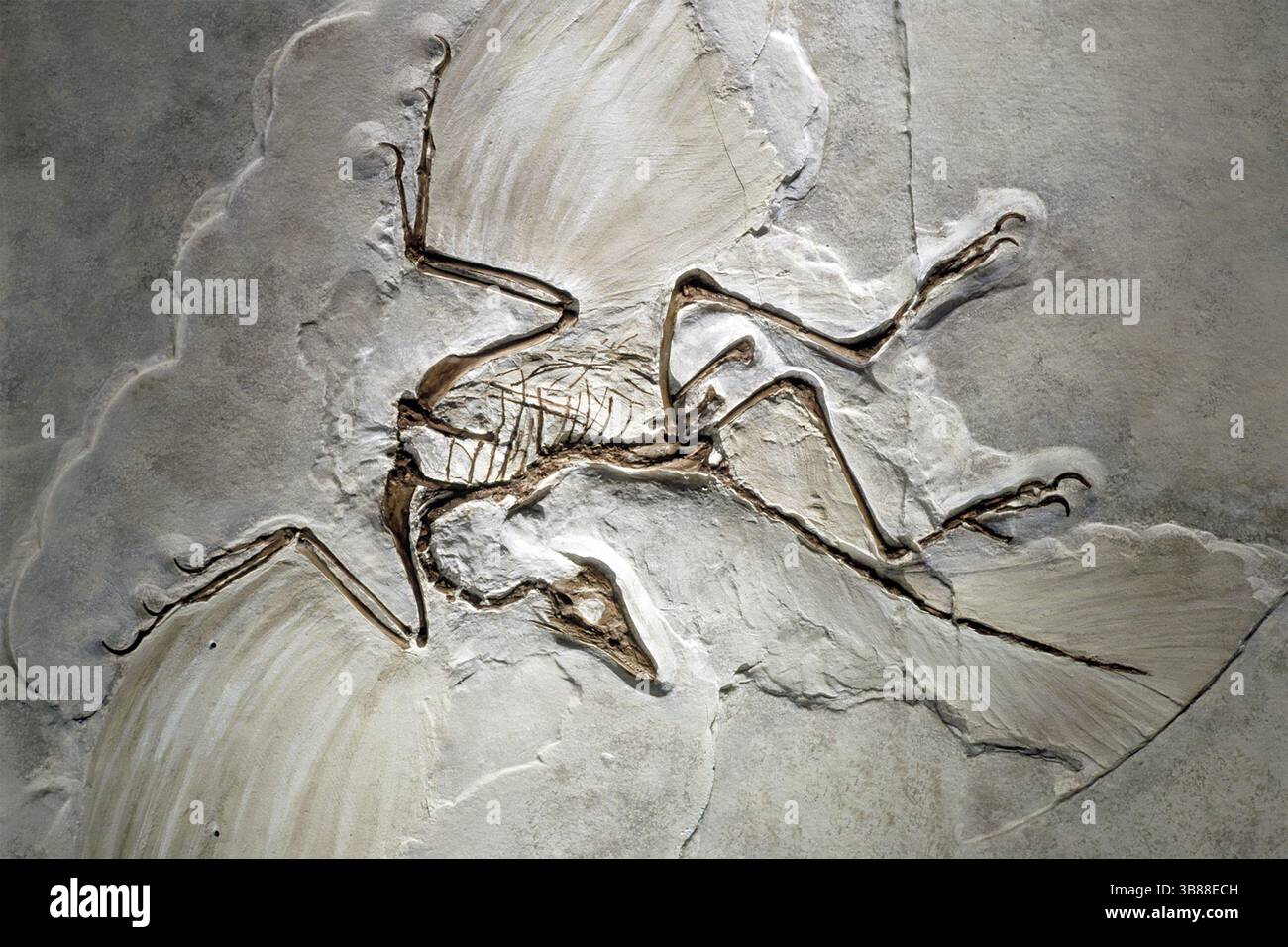 Archaeopteryx. Fossile di un Archaeopteryx del periodo Giurassico ritrovato in Germania Foto Stock