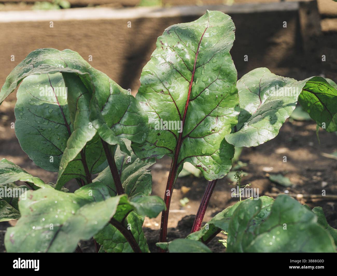 Organici di foglie di barbabietole coltivate in giardino. Foglie di bietole in giardino, luce naturale. Copia spazio per il testo Foto Stock