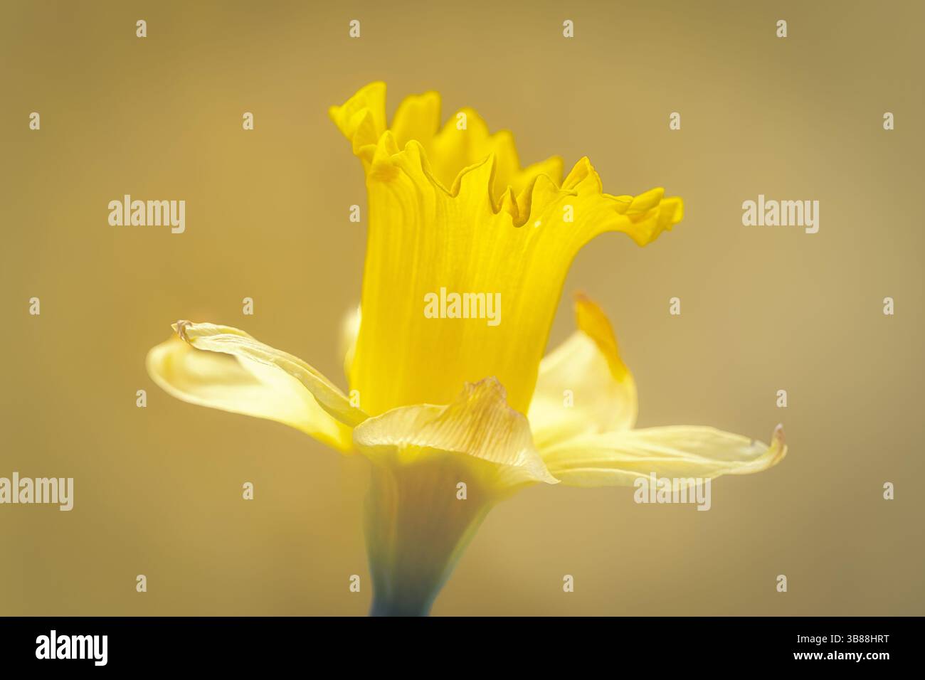 Fiore di narcisi singolo su sfondo giallo Foto Stock