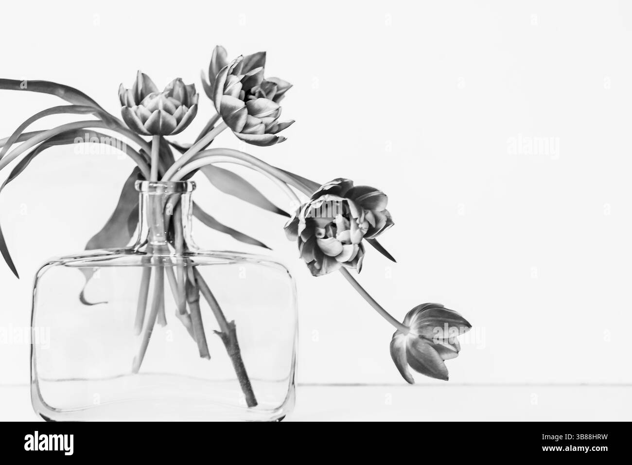 tulipani in un vaso di vetro su sfondo bianco, immagine in bianco e nero Foto Stock