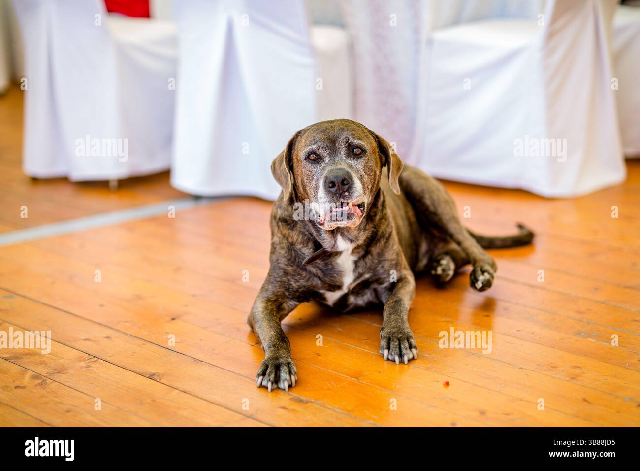 Cane che riposa al piano interno del ristorante accanto alle sedie ricoperte di bianco Foto Stock