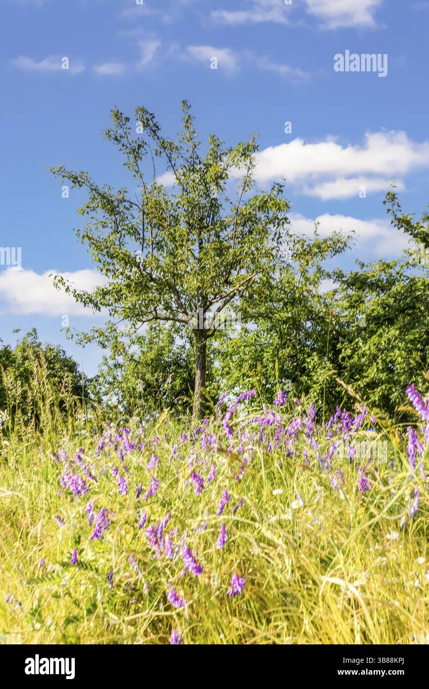 Streuobstwiese mit Apfelbaeumen im Fruehling Foto Stock