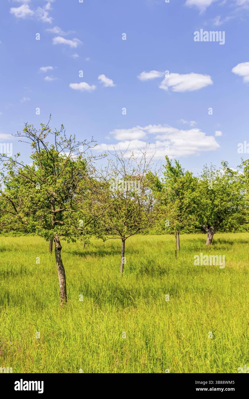 Streuobstwiese mit Apfelbaeumen im Fruehling Foto Stock