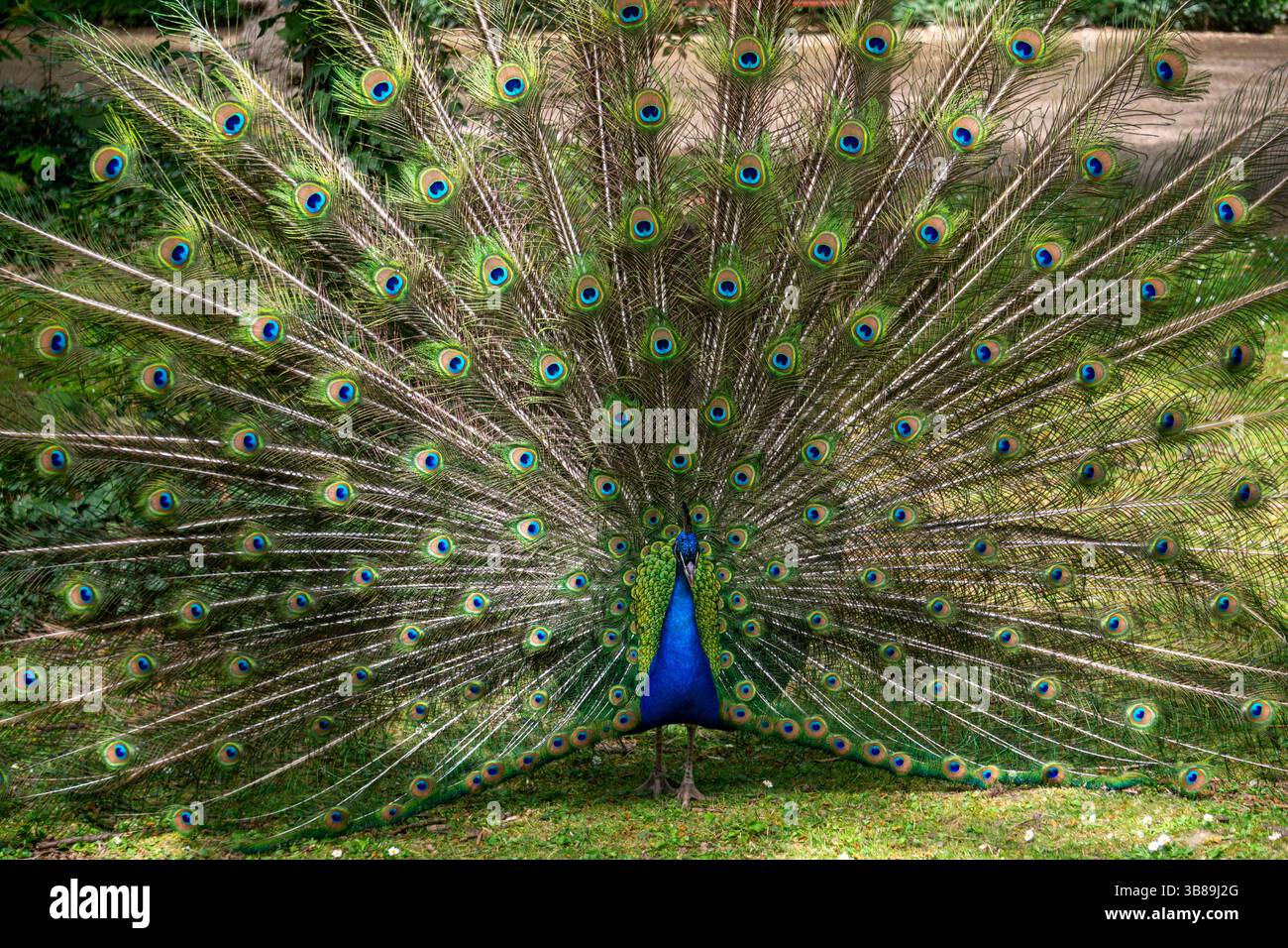 Pavone colorato che mostra la coda aperta in Un giardino pubblico a Valladolid in Spagna in Una giornata di sole Foto Stock