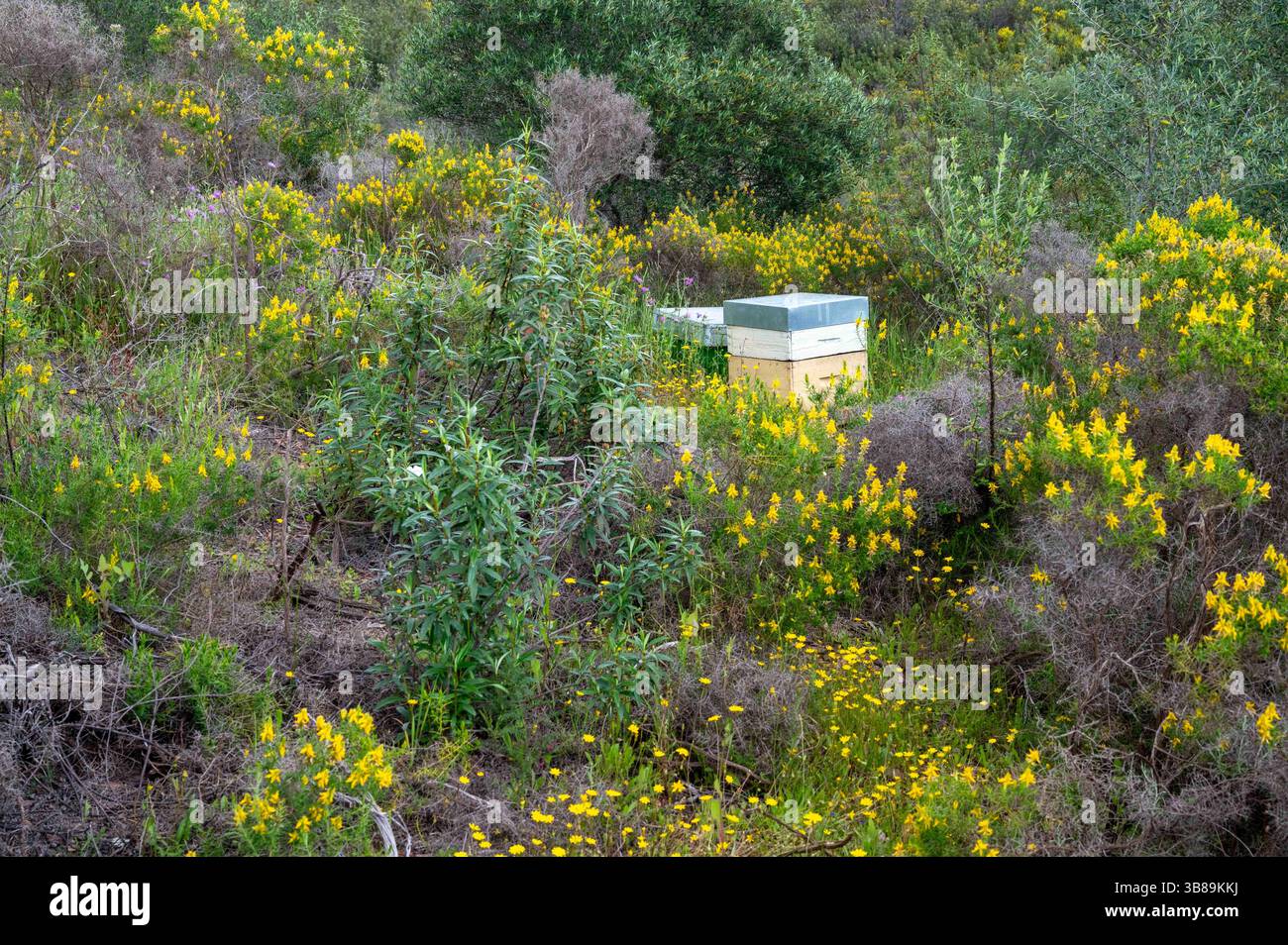Alveari miele supers in un bellissimo campo circondato da fiori selvatici Foto Stock
