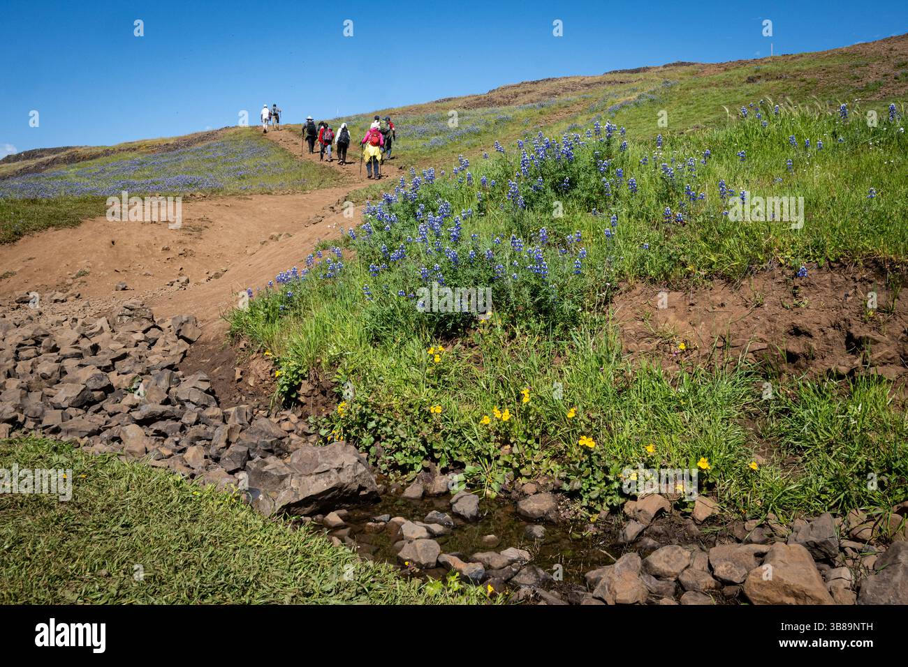 Foto di un gruppo di escursionisti sopra i fiori selvatici e il torrente in una giornata di primavera soleggiata presso la riserva ecologica di North Table Mountain nella contea di Butte. Foto Stock